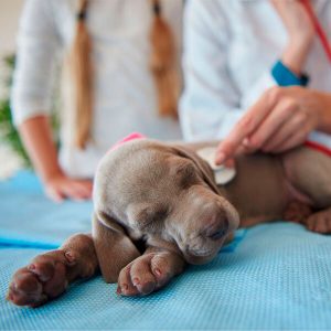 Quem Somos | Agile Vet | Animal Care | Equipamentos Veterinários